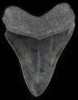Black, Serrated Megalodon Tooth - Georgia #30073-1